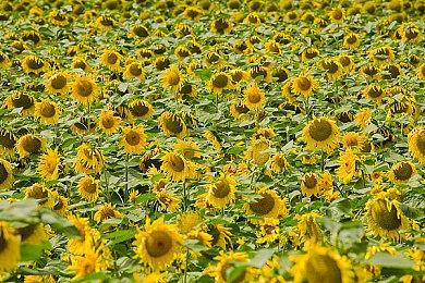 《星际战甲》周年活动再临 连续五周免费物品大放送